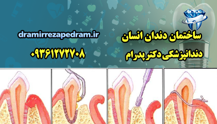 ساختمان دندان انسان